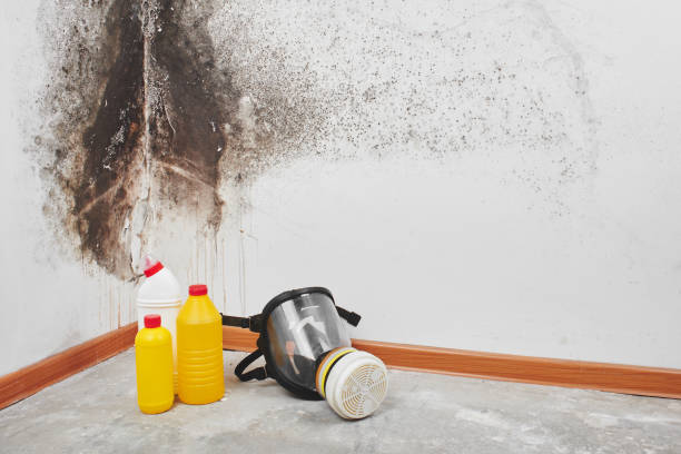 Best Residential Mold Remediation in Malvern, OH
