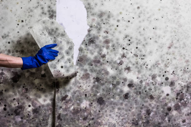 Best Residential Mold Remediation in Malvern, OH